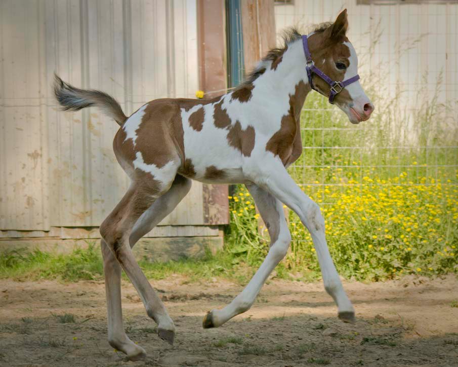 Coloured Arabian Foal
